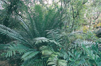 Jurassic Cycad Gardens in Katherine